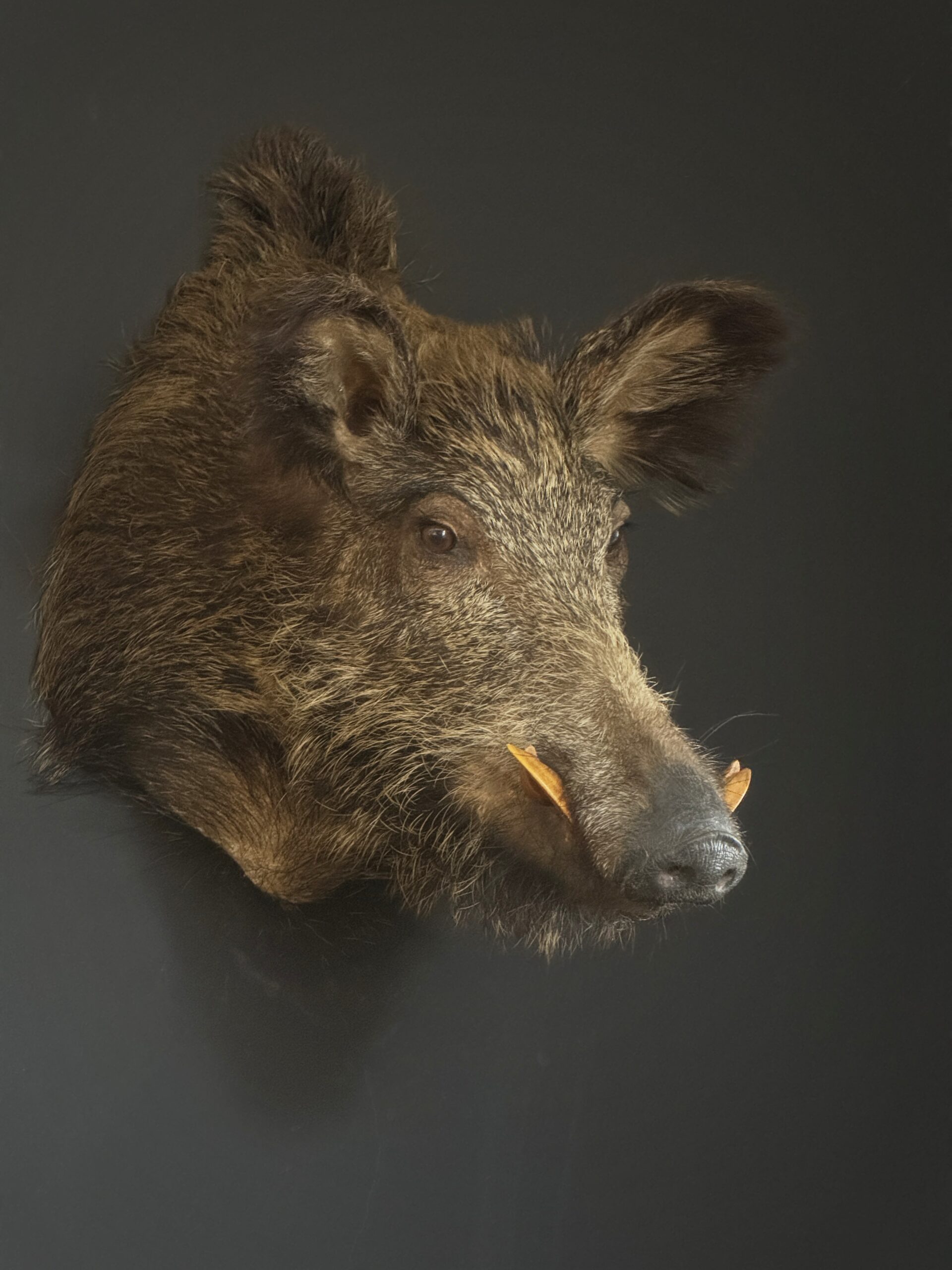 Opgezet wild zwijn