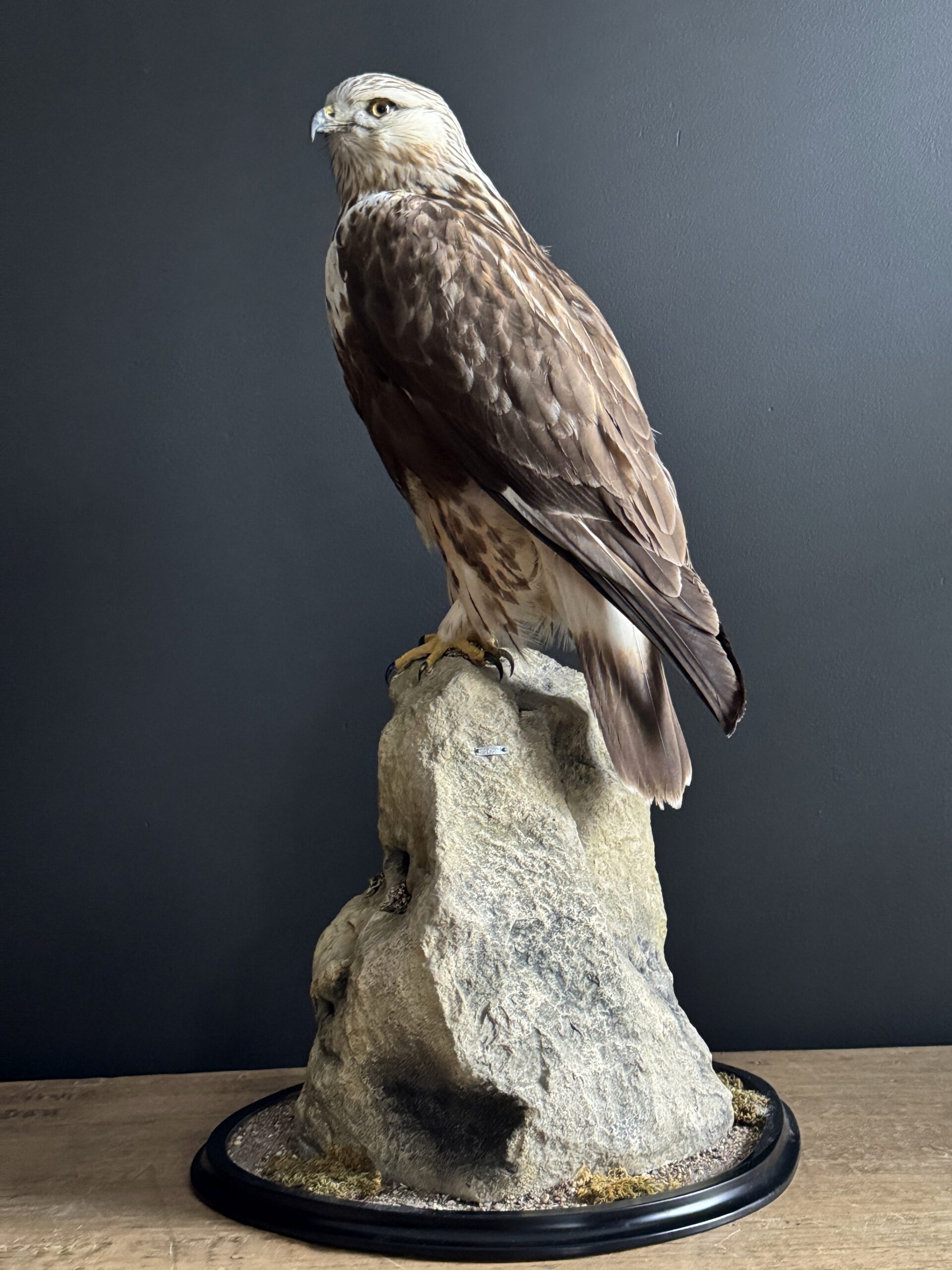 Opgezette ruigpootbuizerd