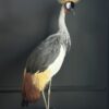 Opgezette kroonkraanvogel