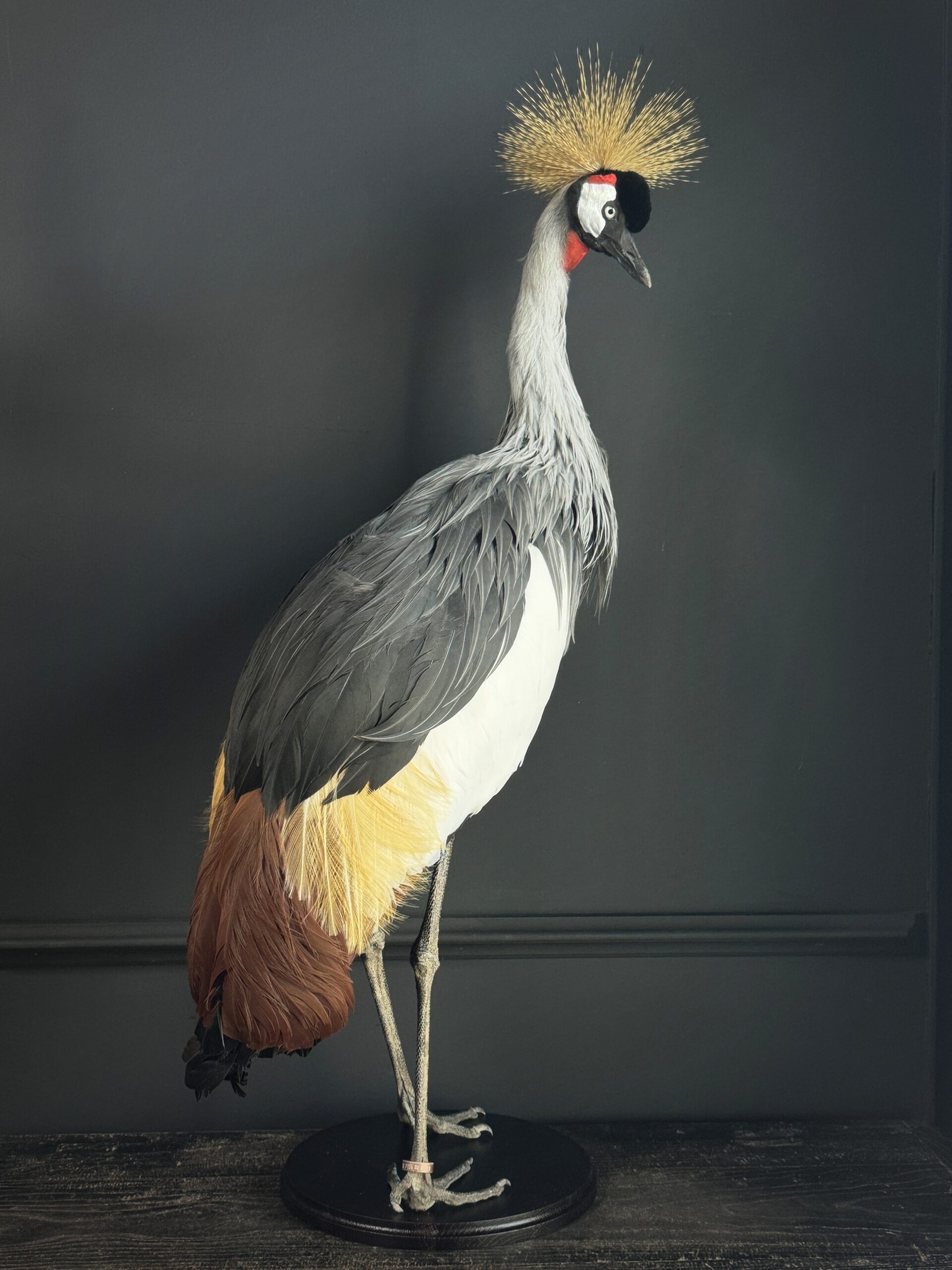 Opgezette kroonkraanvogel