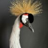 Opgezette kroonkraanvogel