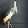 Opgezette kroonkraanvogel