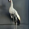 Opgezette kroonkraanvogel