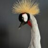 Opgezette kroonkraanvogel
