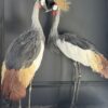Opgezette kroonkraanvogel