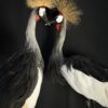 Opgezette kroonkraanvogel