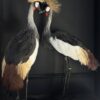 Opgezette kroonkraanvogel