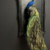 Kunstwerk pauw Kunstwerk pauw