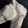 Beeld paardenhoofd