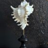 Schelp op sokkel