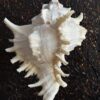 Schelp op sokkel Schelp op sokkel