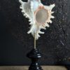 Schelp op sokkel Schelp op sokkel