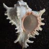 Schelp op sokkel Schelp op sokkel