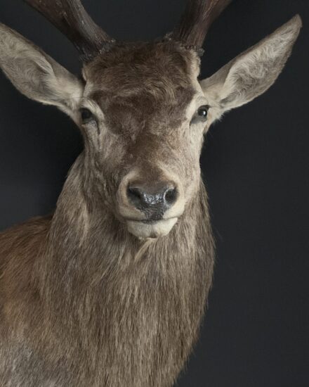 taxidermy red stag