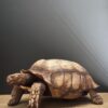 Replica schildpad Replica schildpad