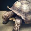 Replica schildpad Replica schildpad