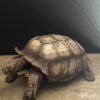 Replica schildpad Replica schildpad