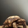 Replica schildpad Replica schildpad