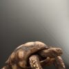 Replica schildpad