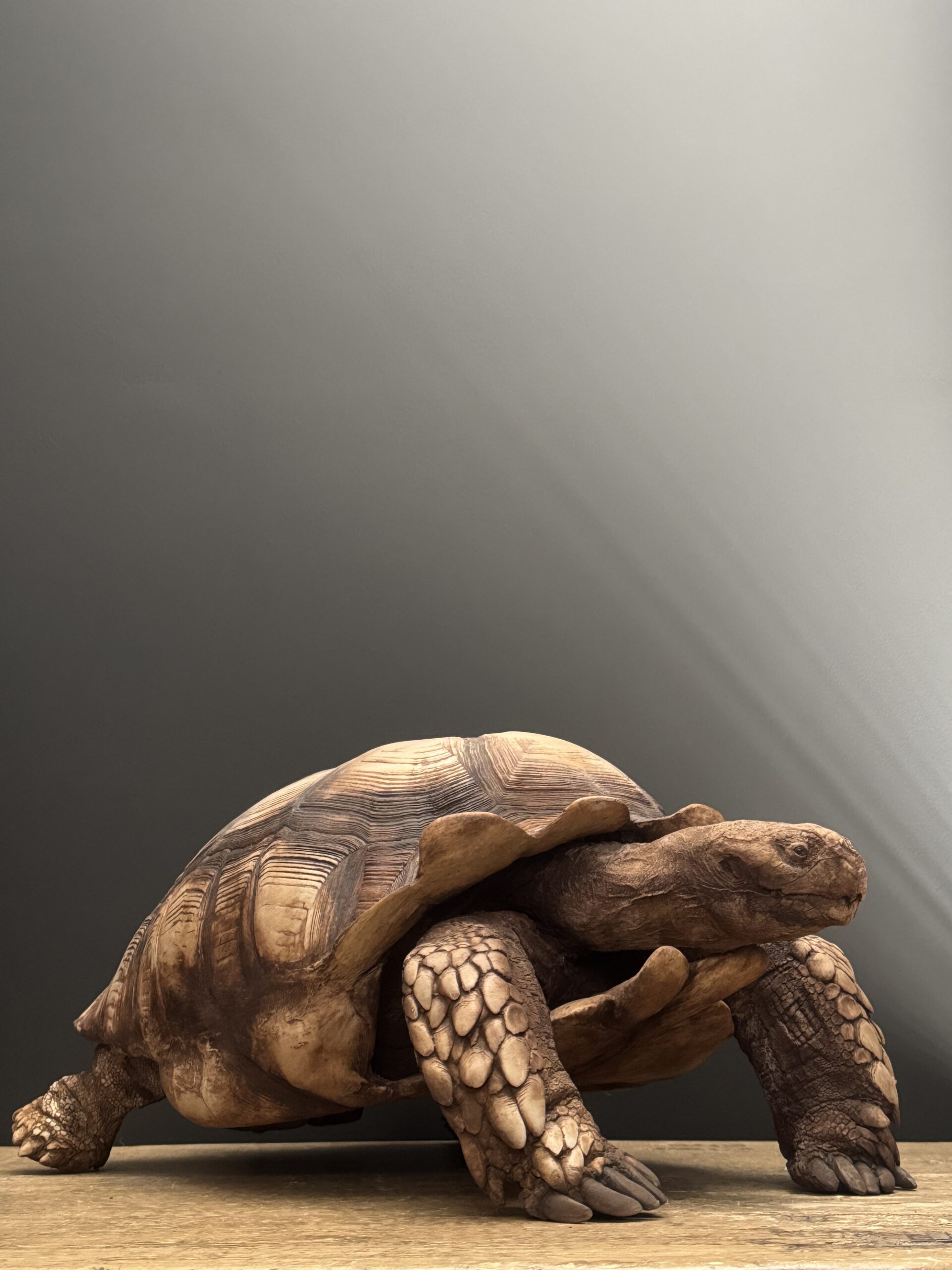 Replica schildpad