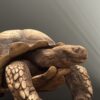 Replica schildpad Replica schildpad