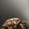 Replica schildpad Replica schildpad