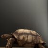 Replica schildpad Replica schildpad