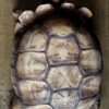 Replica schildpad Replica schildpad