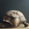 Replica schildpad Replica schildpad
