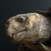 Replica schildpad Replica schildpad