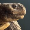 Replica schildpad Replica schildpad