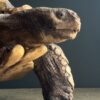 Replica schildpad Replica schildpad