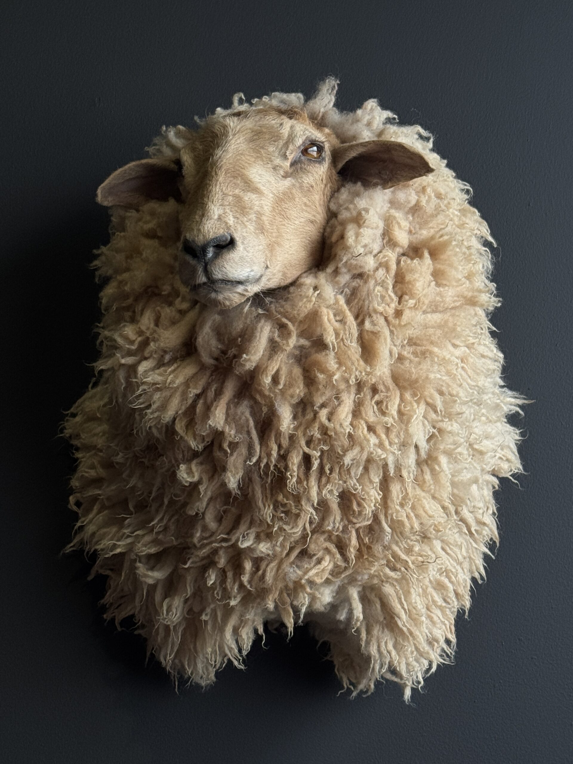 Opgezette kop van een schaap