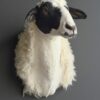 Opgezette kop van een schaap