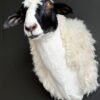 Opgezette kop van een schaap
