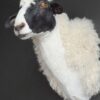 Opgezette kop van een schaap