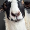 Opgezette kop van een schaap