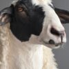 Opgezette kop van een schaap