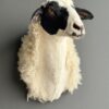 Opgezette kop van een schaap