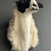 Opgezette kop van een schaap