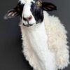 Opgezette kop van een schaap