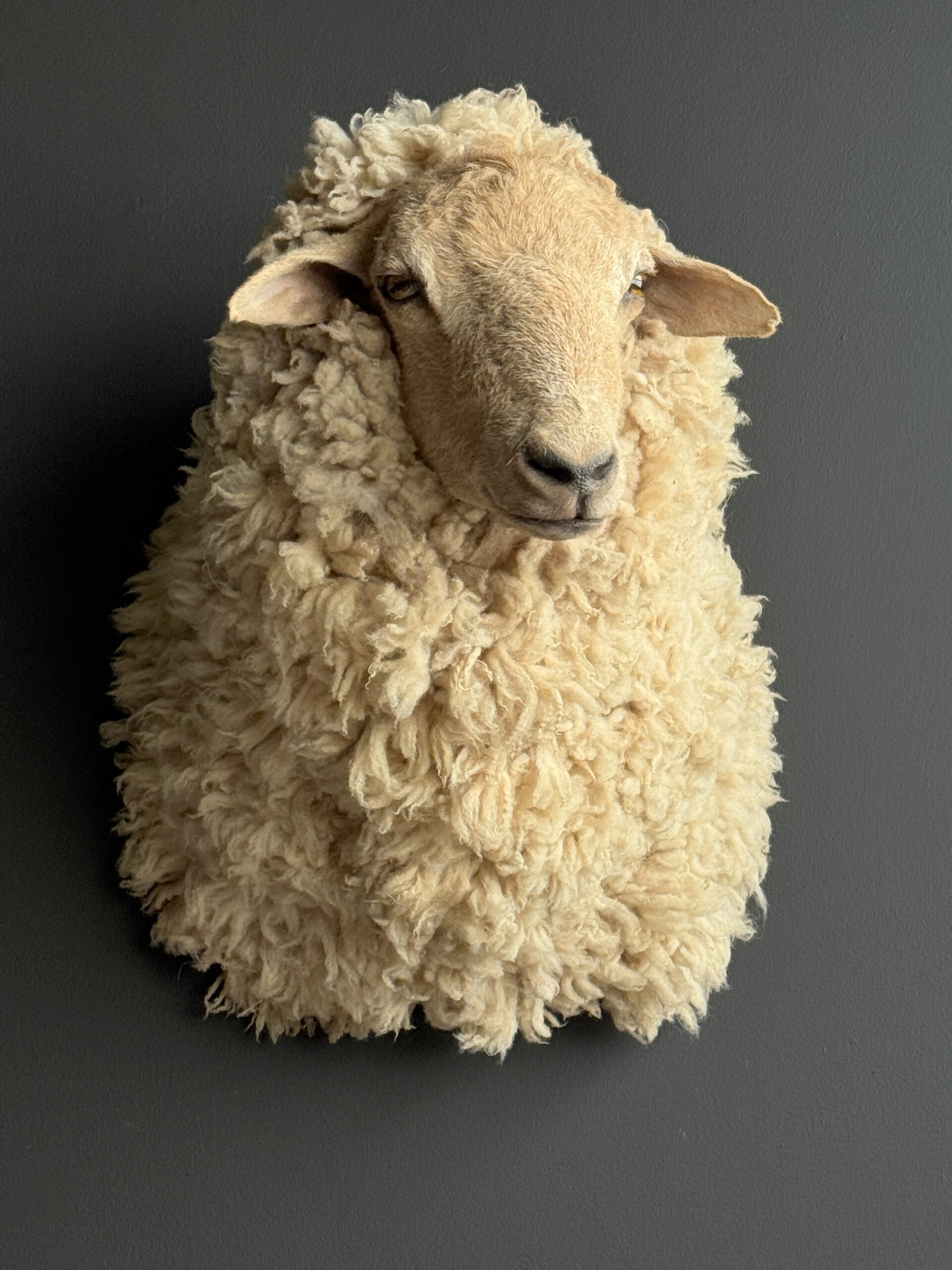 Opgezette kop van een schaap