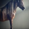 Ausgestopfter Pony
