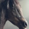 Ausgestopfter Pony