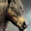 Ausgestopfter Pony