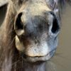 Ausgestopfter Pony