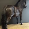 Ausgestopfter Pony
