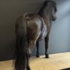 Ausgestopfter Pony