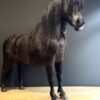 Ausgestopfter Pony
