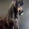 Ausgestopfter Pony